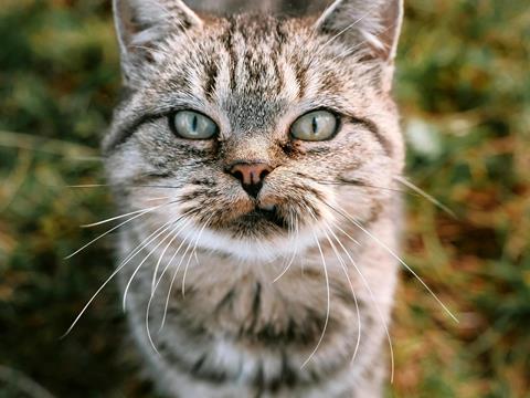 Nullam ipsum ante, tincidunt ut purus at, ultricies mollis est [FR]